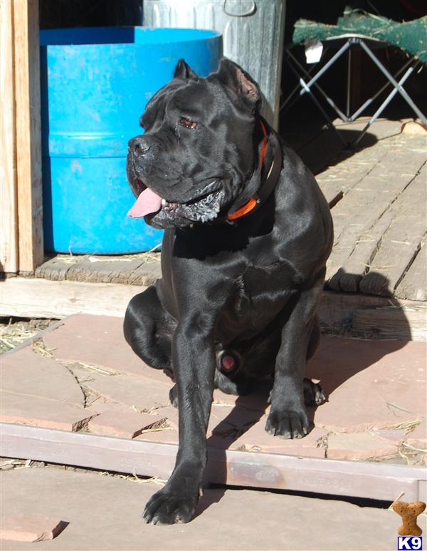 Stud Dogs - Cane Corso